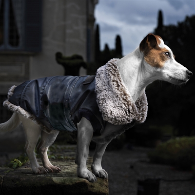 Een zwerfhond meenemen vanuit het buitenland naar Nederland.