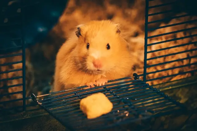 Mijn hamster knaagt aan kooi