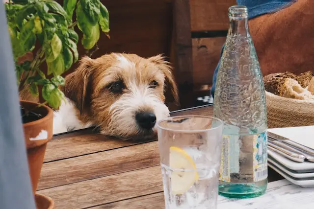 Mag een hond bier drinken?