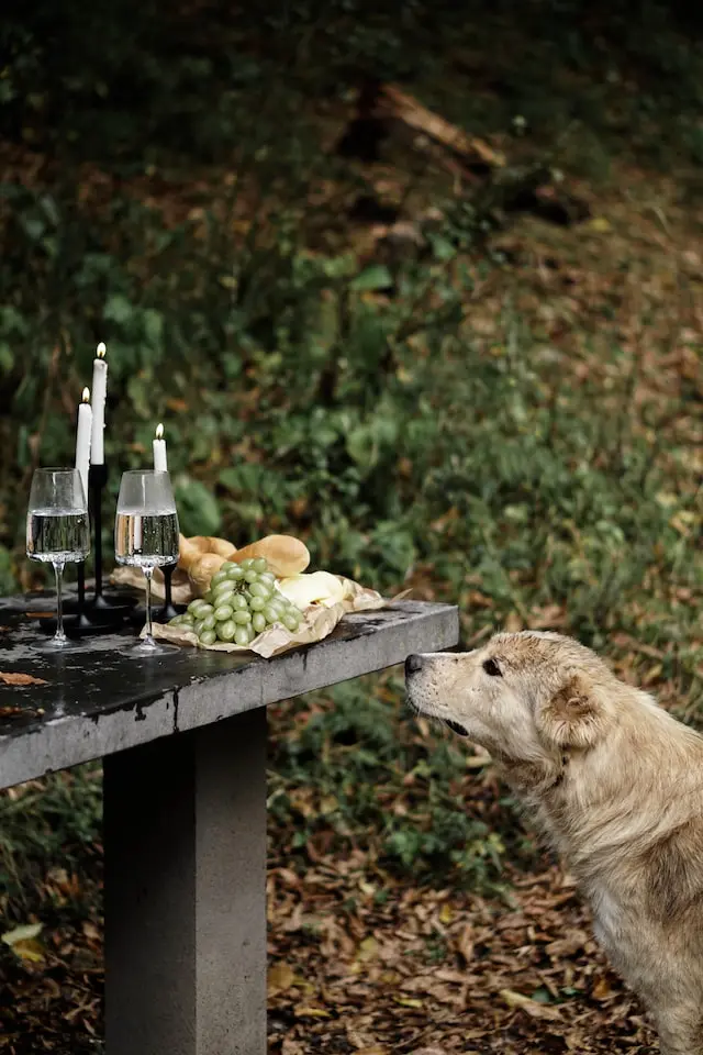 Mag een hond druiven eten?