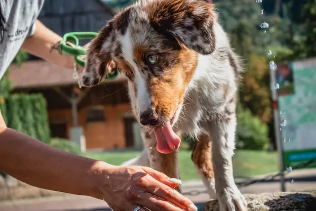 Mag een hond peer eten?