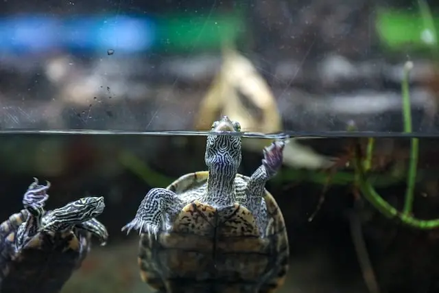 Waterschildpad aquarium benodigdheden