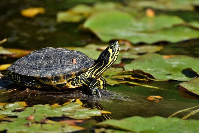 Waterschildpad zont