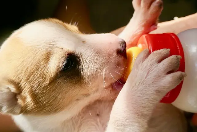 Mag een hond melk drinken?