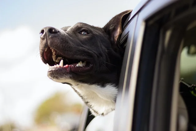 Hond vervoeren in de auto