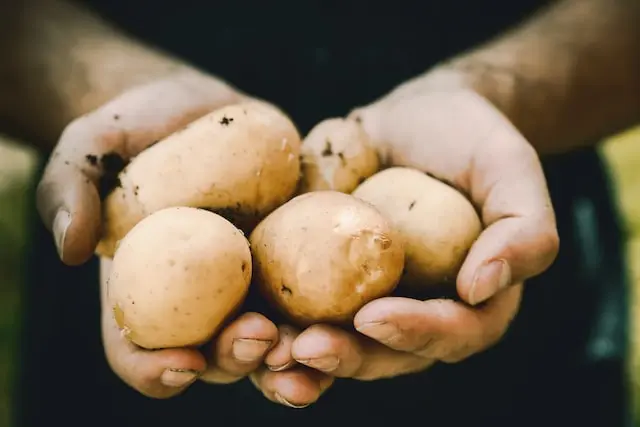 Mag een hond aardappel eten?