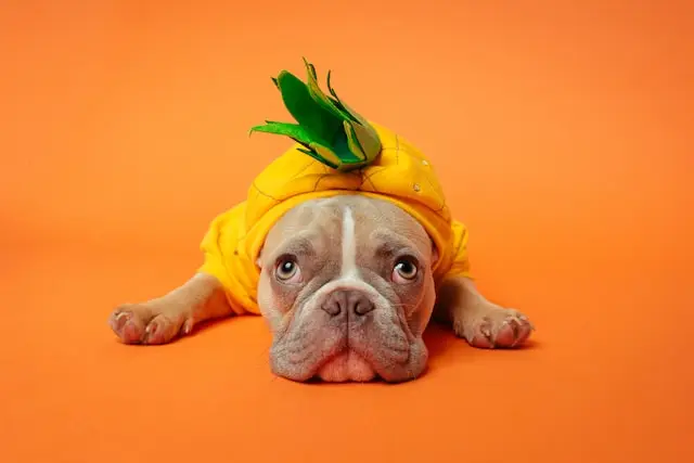 Mag een hond ananas?