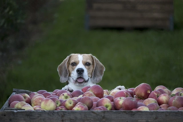 Mag een hond appel?