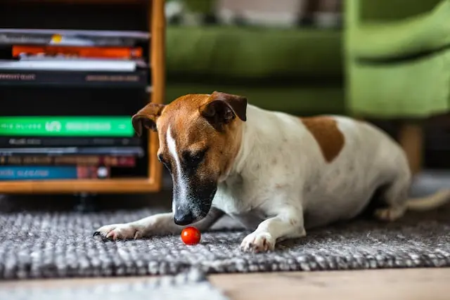 Mag een hond tomaat eten?