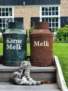 Melk en katten