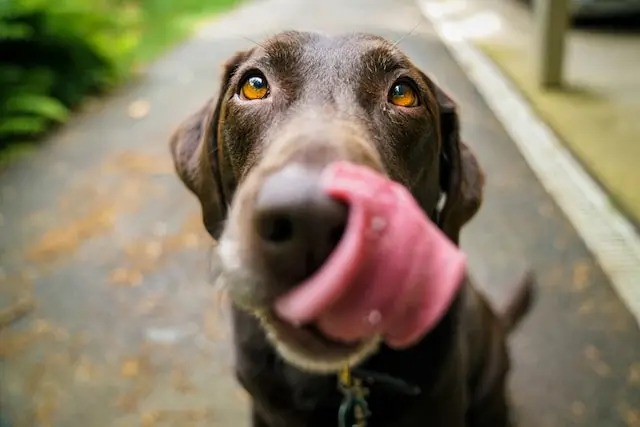 Wat mag een hond niet eten?