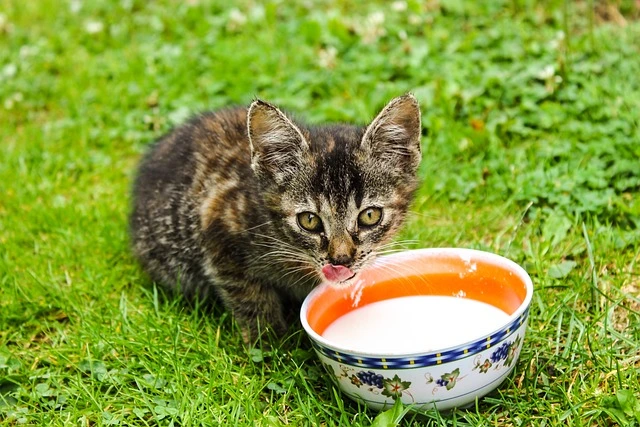 Mogen katten melk?